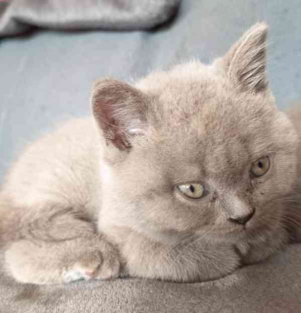 Britská krátkosrstá koťátka s PP - foto 4