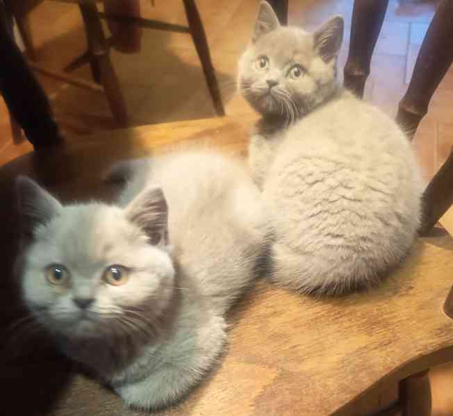 Britská krátkosrstá koťátka s PP - foto 2