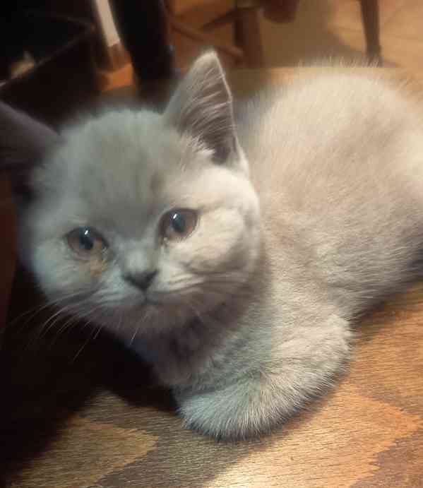 Britská krátkosrstá koťátka s PP - foto 3