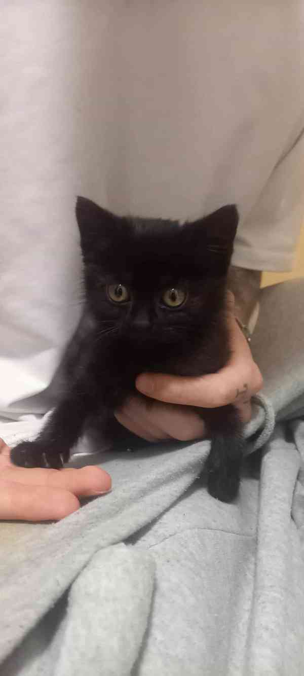 Bude mít drobeček štěstí? - foto 4