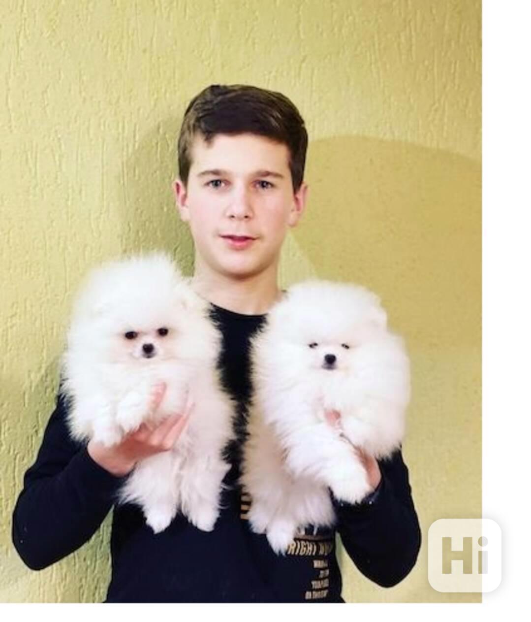 štěňata pomeranianů na dárek - foto 1