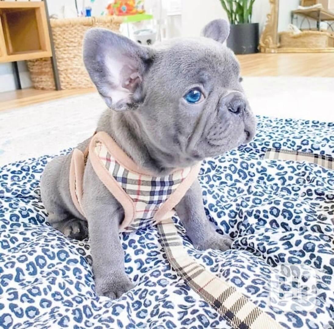 francouzský buldoček bez pp. štěně fenka černá - foto 1