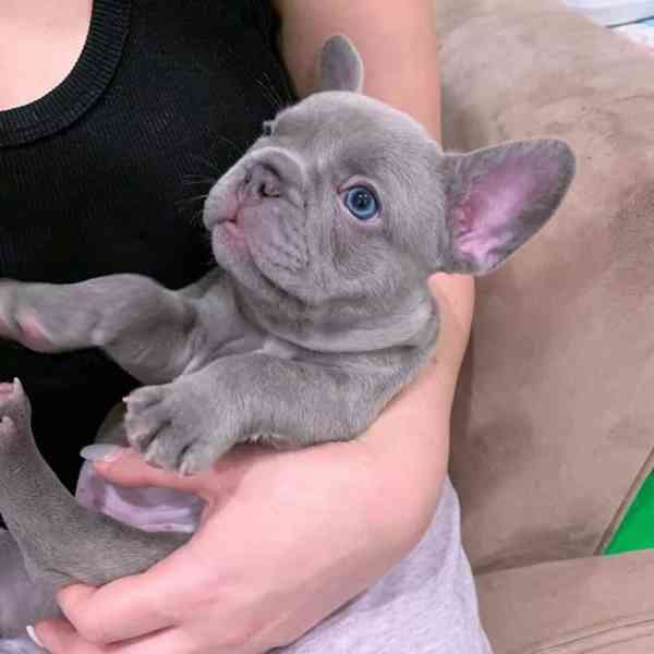 francouzský buldoček bez pp. štěně fenka černá - foto 2