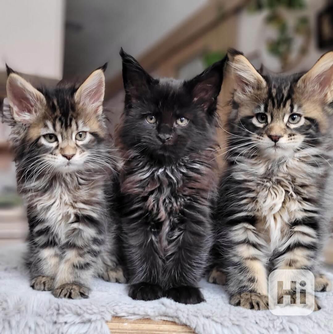 Mainská  mývalí koťata s PP - foto 1