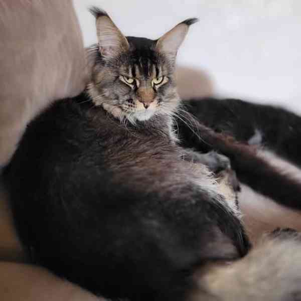 Mainská  mývalí koťata s PP - foto 3