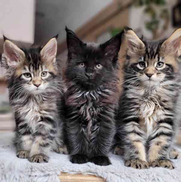 Mainská  mývalí koťata s PP - foto 1