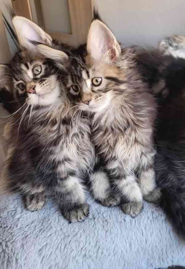 Mainská  mývalí koťata s PP - foto 2