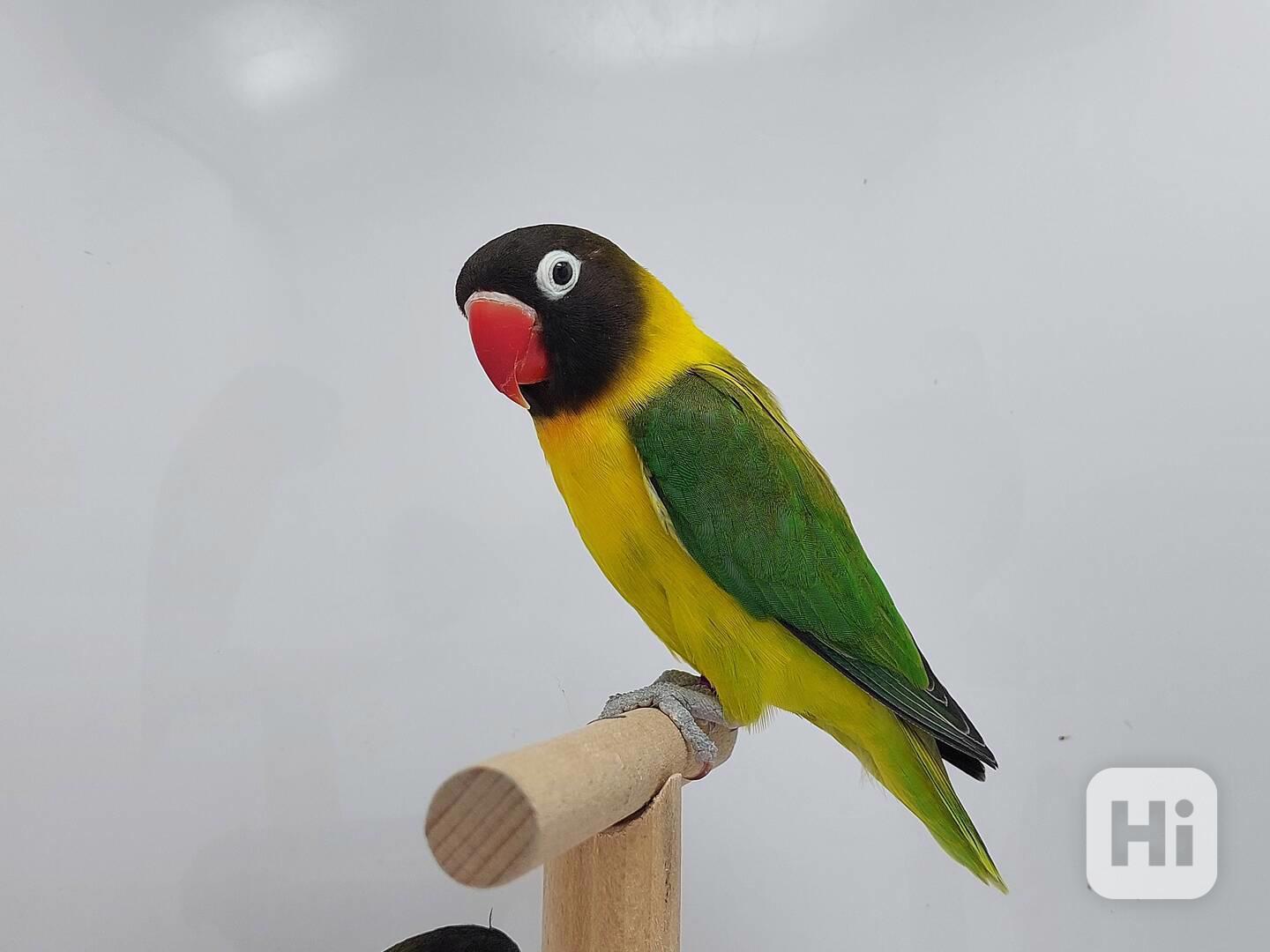 Agapornis personatus  - foto 1