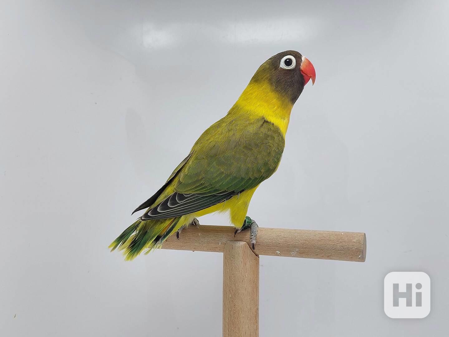 Agapornis personatus  - foto 1