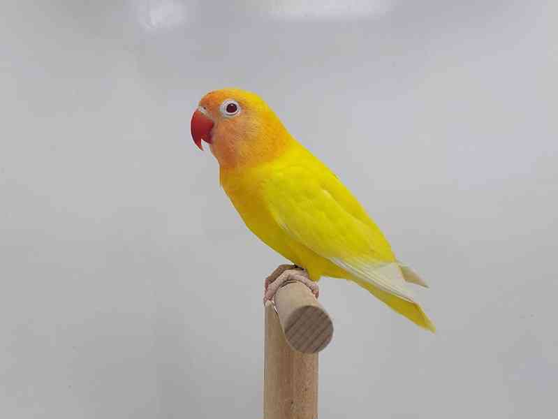 Agapornis personatus  - foto 7