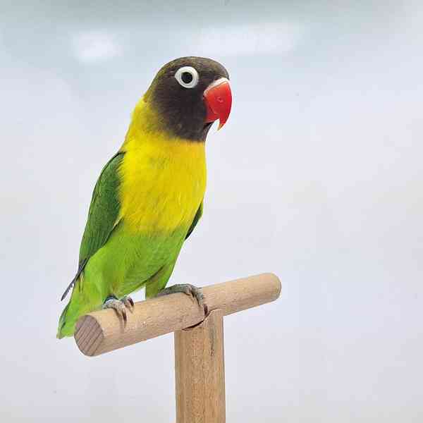 Agapornis personatus  - foto 6