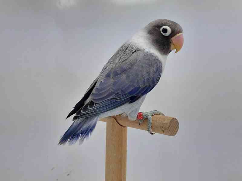 Agapornis personatus  - foto 4