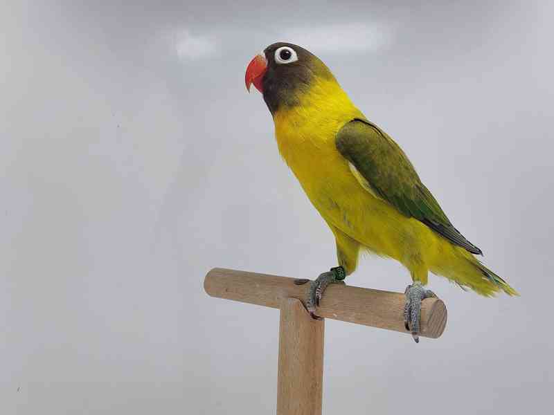 Agapornis personatus  - foto 4