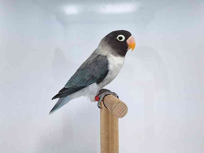 Agapornis personatus  - foto 3