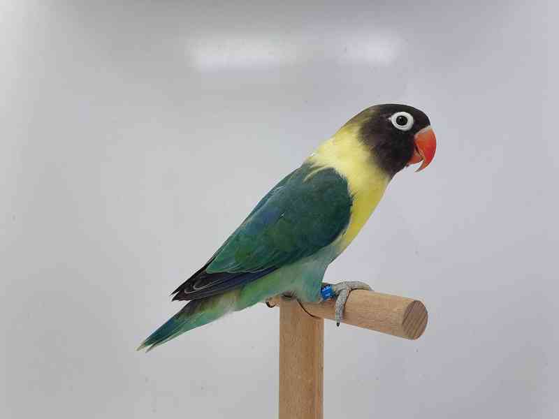 Agapornis personatus  - foto 5