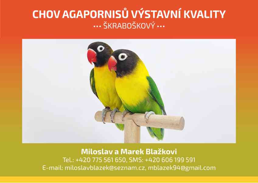 Agapornis personatus  - foto 5