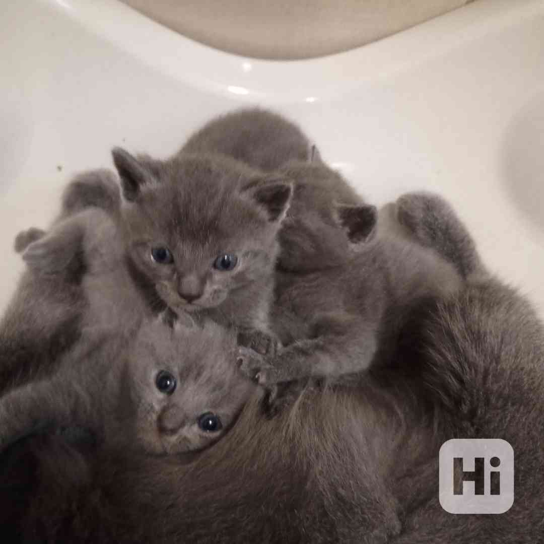Kartouzská koťata - foto 1