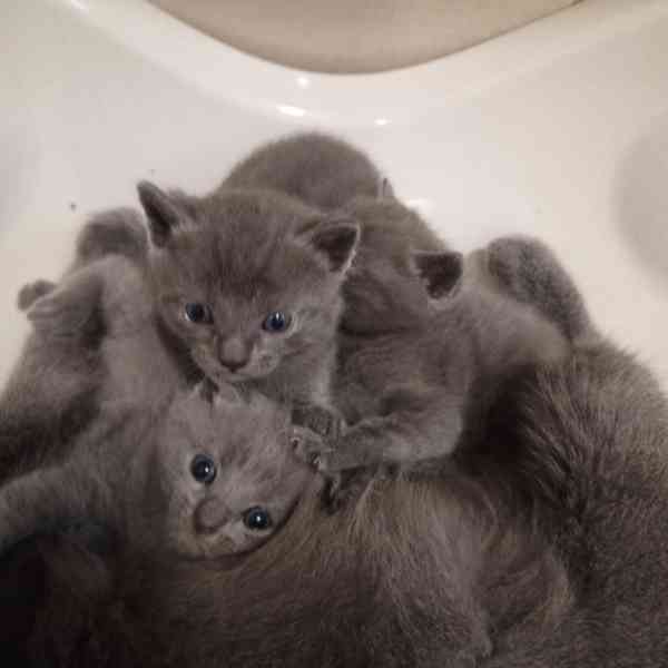 Kartouzská koťata - foto 1