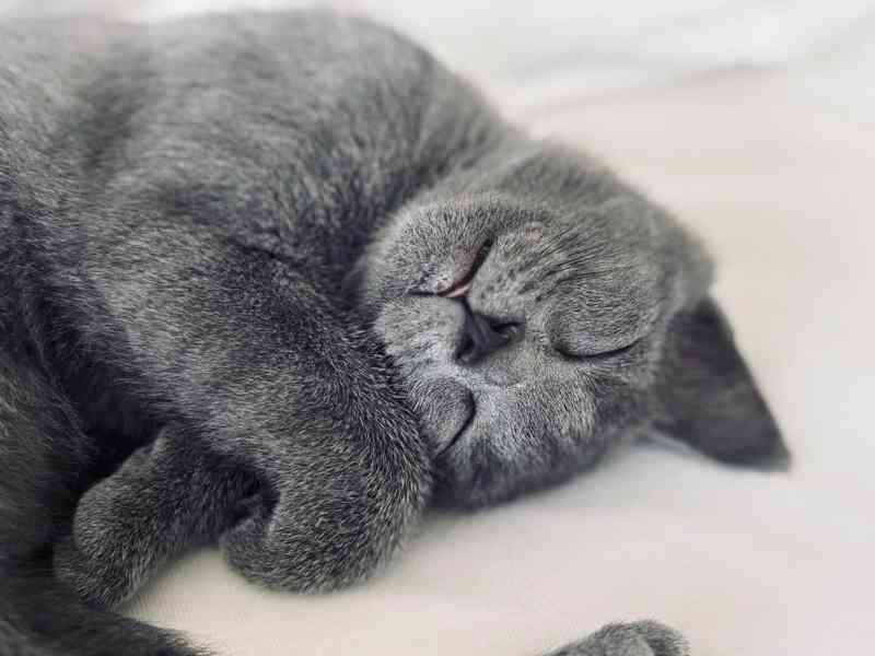 Kartouzská koťata - foto 2