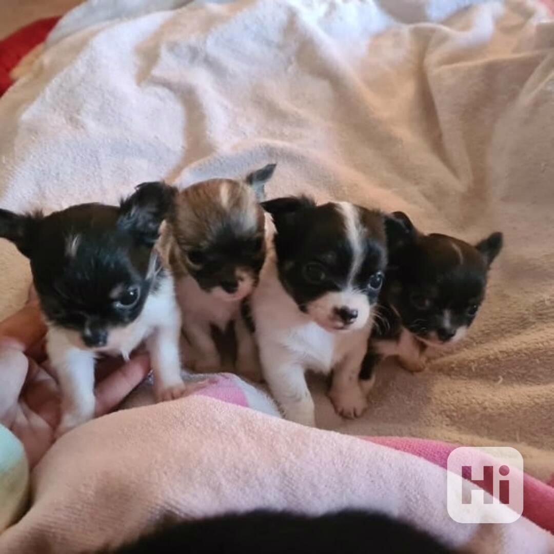 🐶 Štěňata čivav k odběru - foto 1