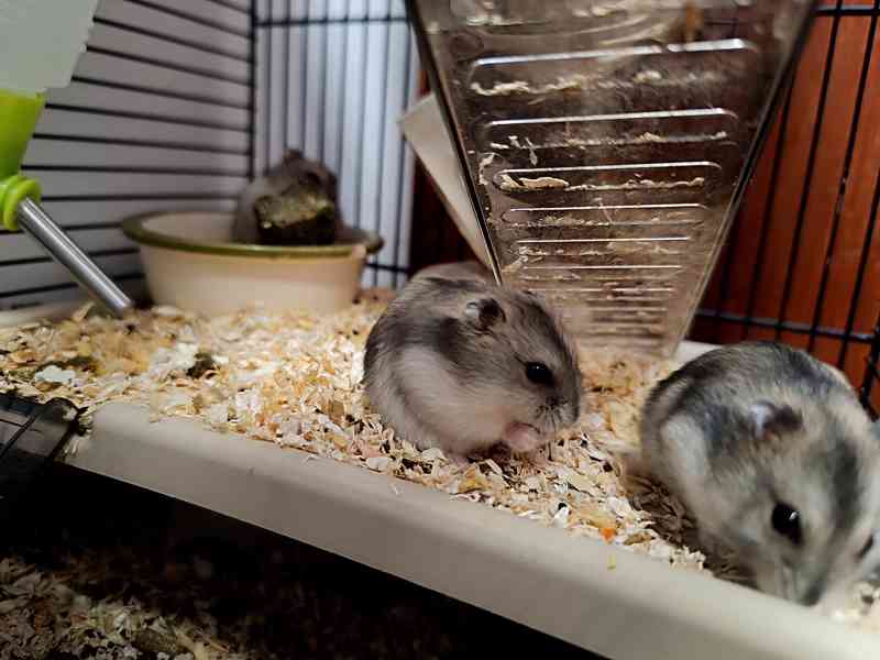 Křeček džungarský mláďátka - foto 3