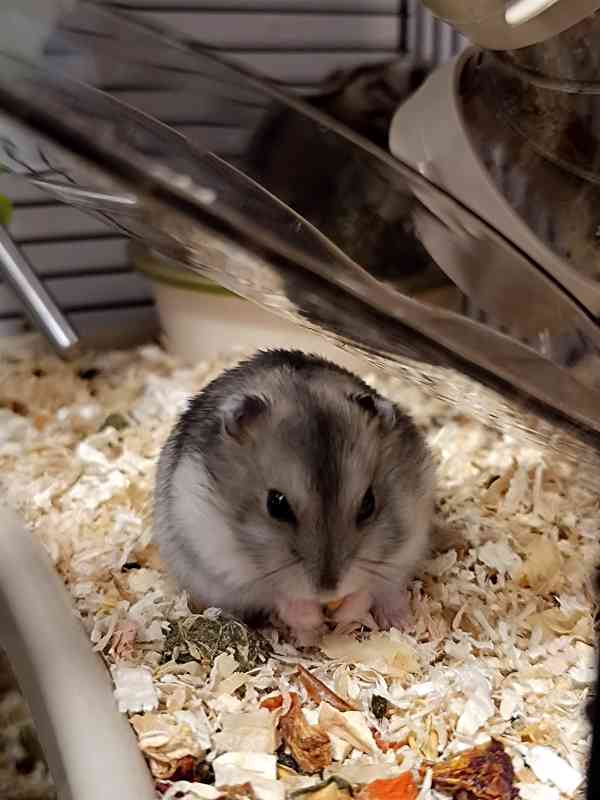 Křeček džungarský mláďátka - foto 4