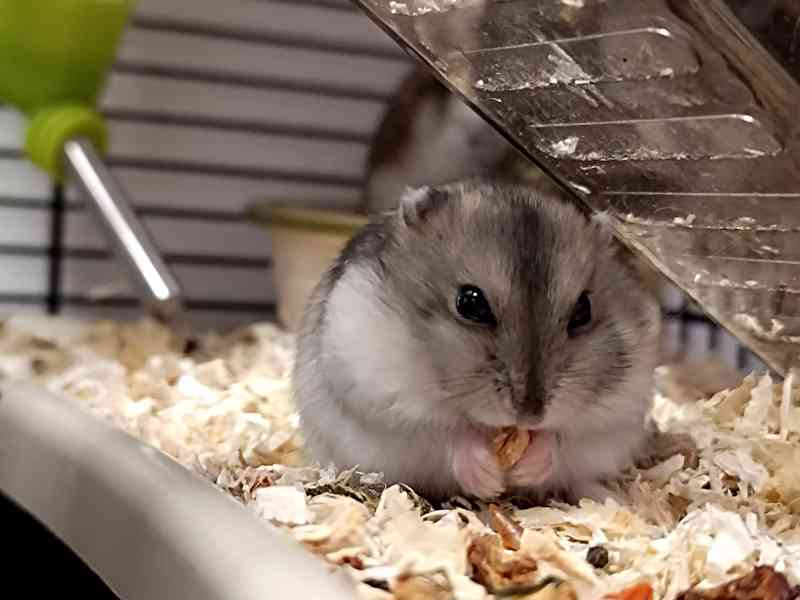 Křeček džungarský mláďátka - foto 2