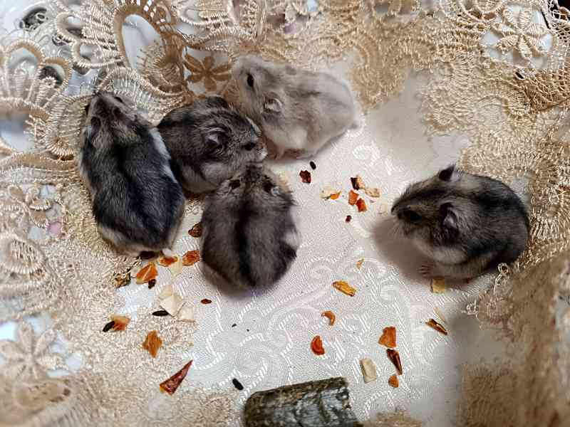 Křeček džungarský mláďátka - foto 1