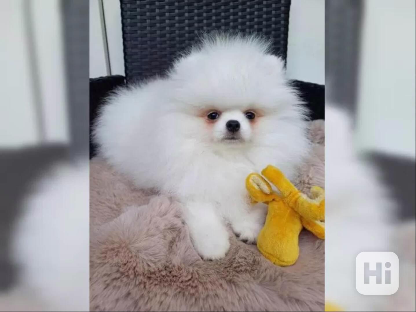 Prodám Pomeraniana - foto 1