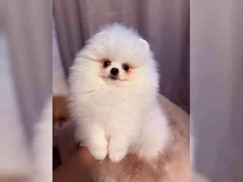 Prodám Pomeraniana - foto 4