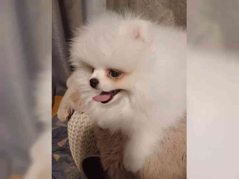 Prodám Pomeraniana - foto 3