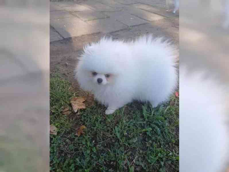 Prodám Pomeraniana - foto 5