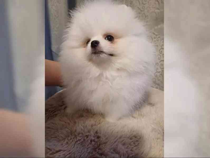 Prodám Pomeraniana - foto 2