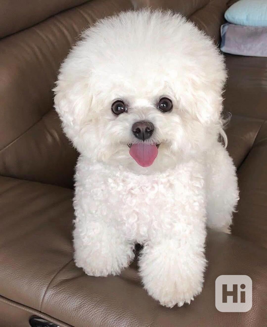 Bišonek na prodej - foto 1