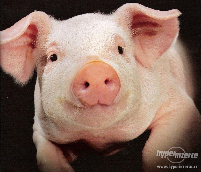 Prodej prasat - foto 1