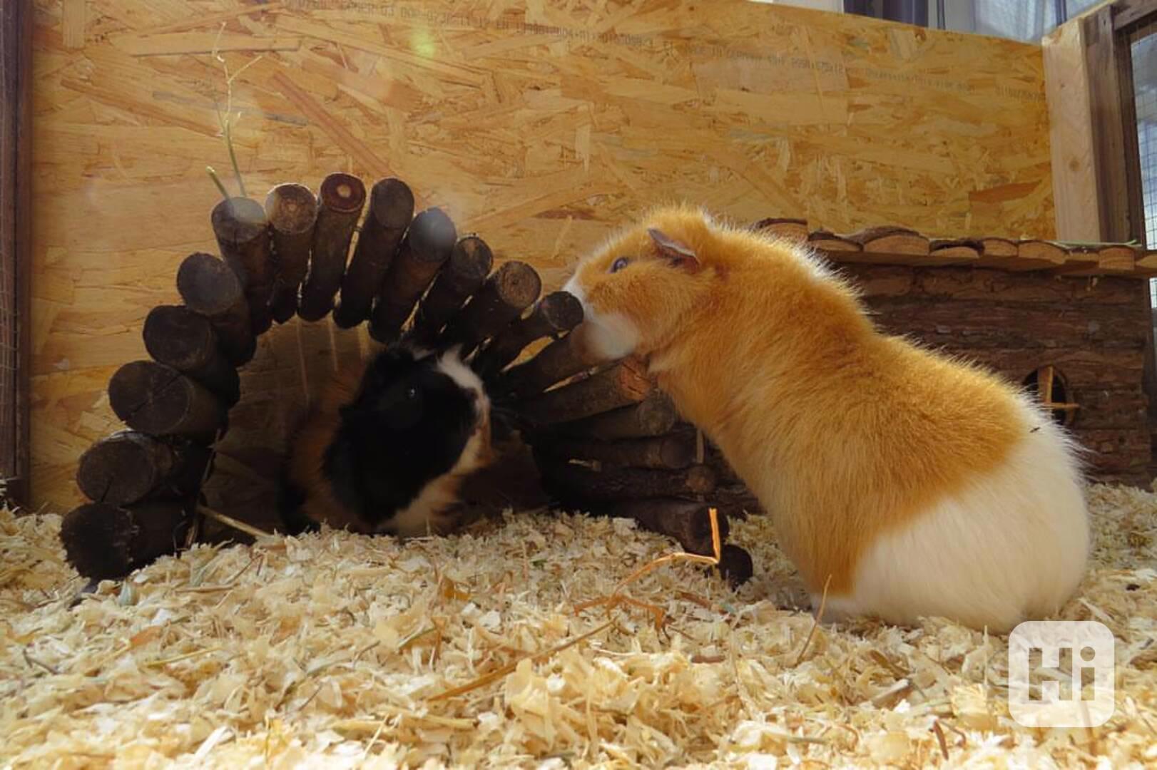 K prodeji jsou skvělá morčata - foto 1