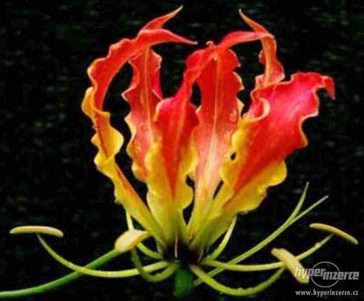 Gloriosa Rotschildiana - semena - foto 1