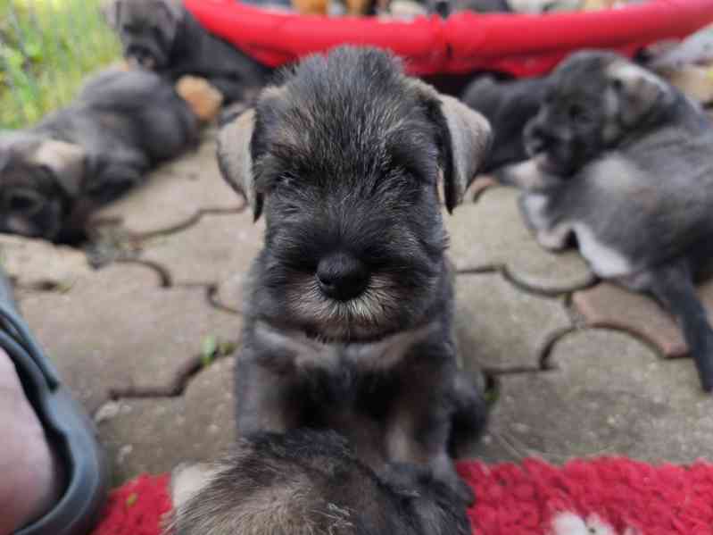 Knírač střední pepř a sůl - foto 6