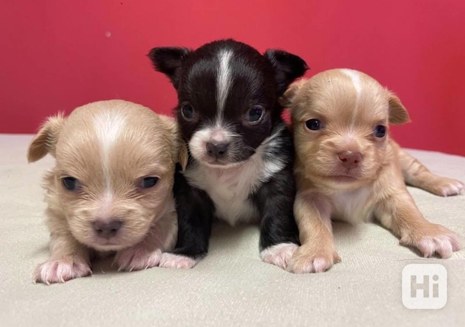  Dárek zdarma Štěňata čivavy k adopci zdarma  - foto 1