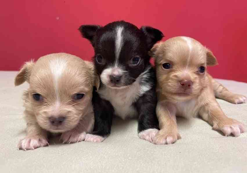  Dárek zdarma Štěňata čivavy k adopci zdarma  - foto 1