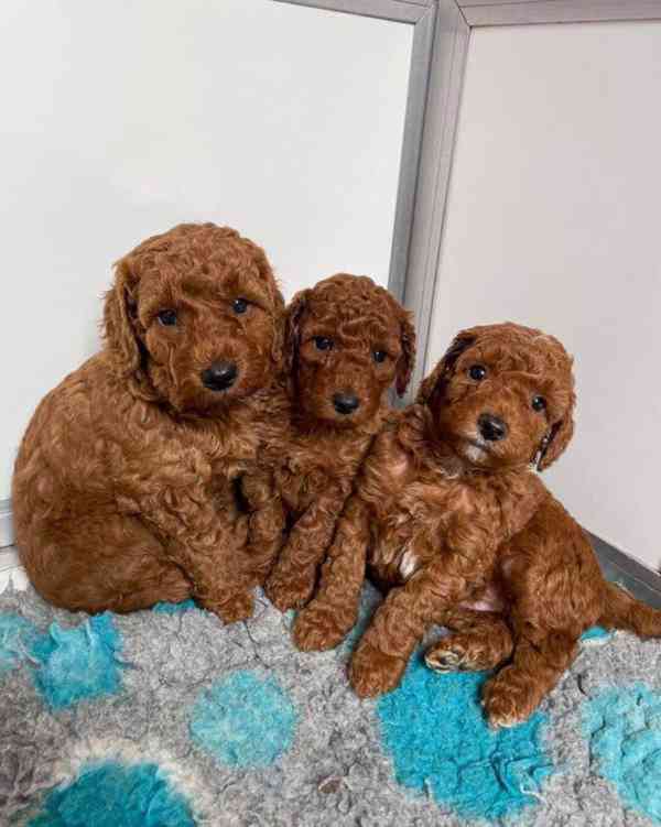 Štěňata pudla hledají domov