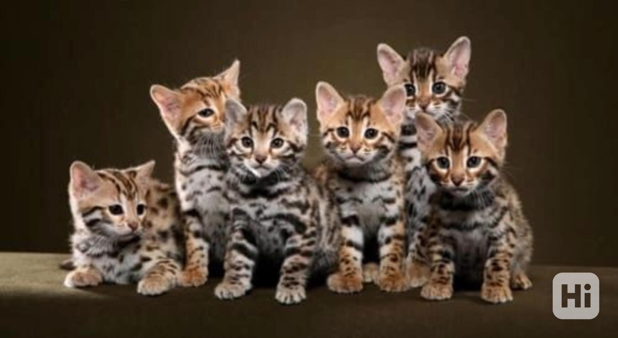 Bengálská koťata s pp - foto 1