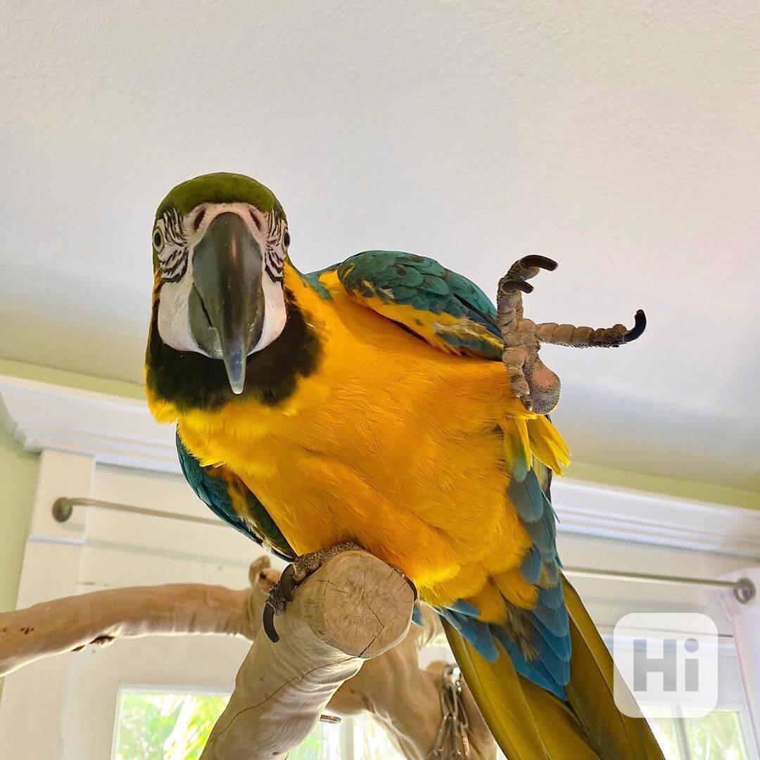 Pár modrých a zlatých papoušků papoušků papoušků papoušků pa - foto 1