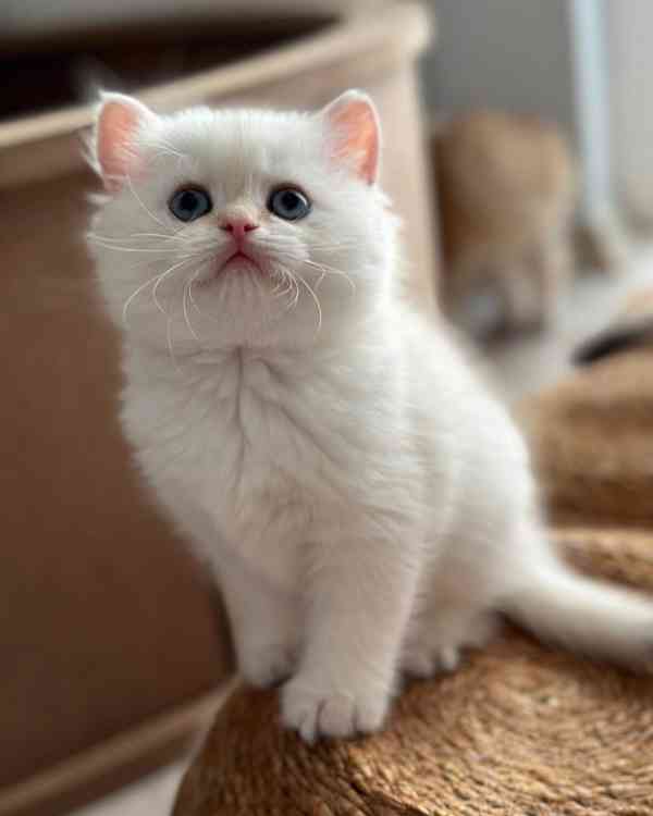 Rozkošné perské kotě na prodej - foto 1