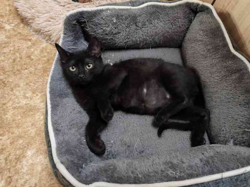 Velmi mazlivý a hravý, hodný 4měsíční černý Damiánek - foto 2