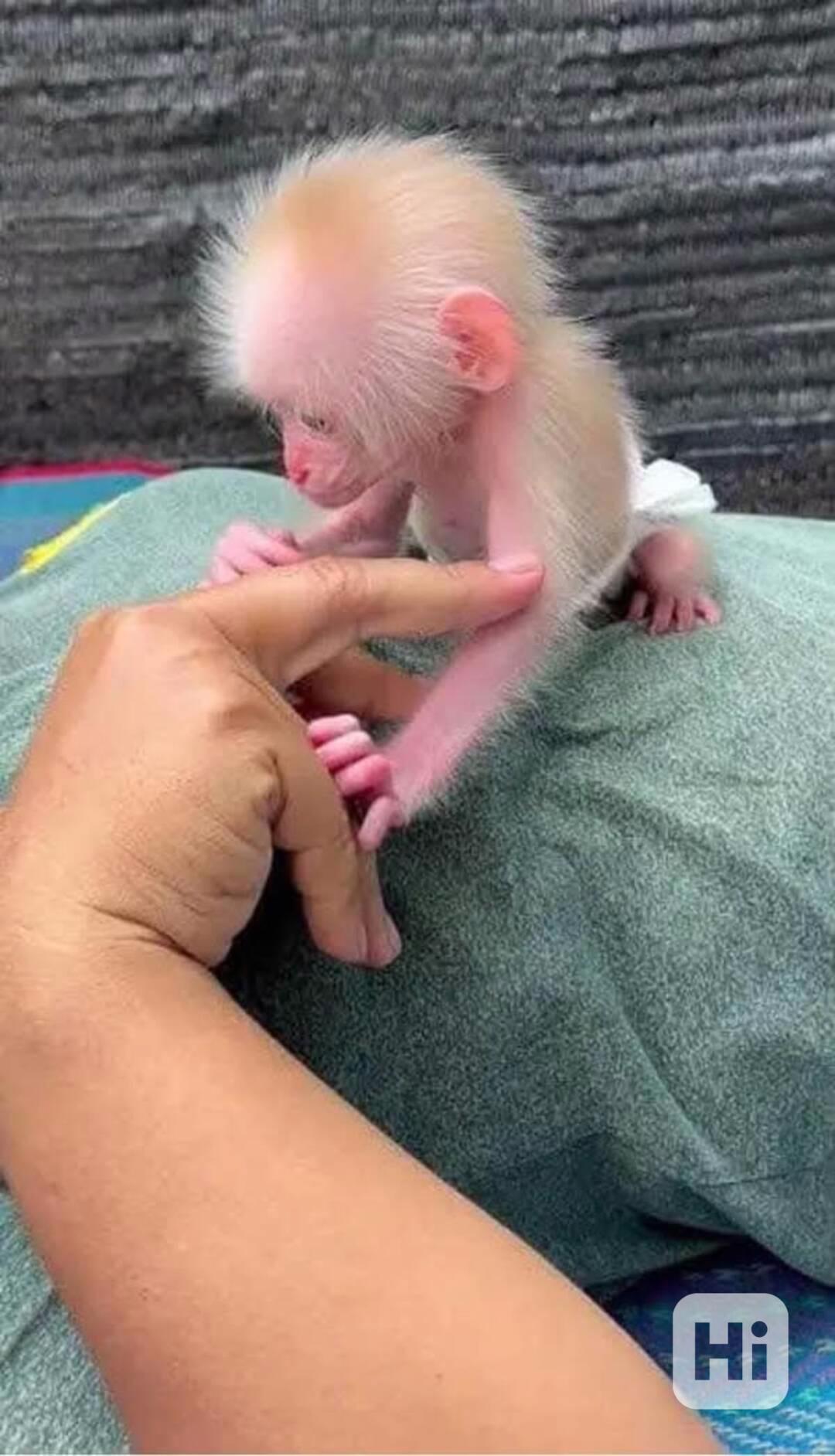 Úžasné kapucínské opice na prodej - foto 1