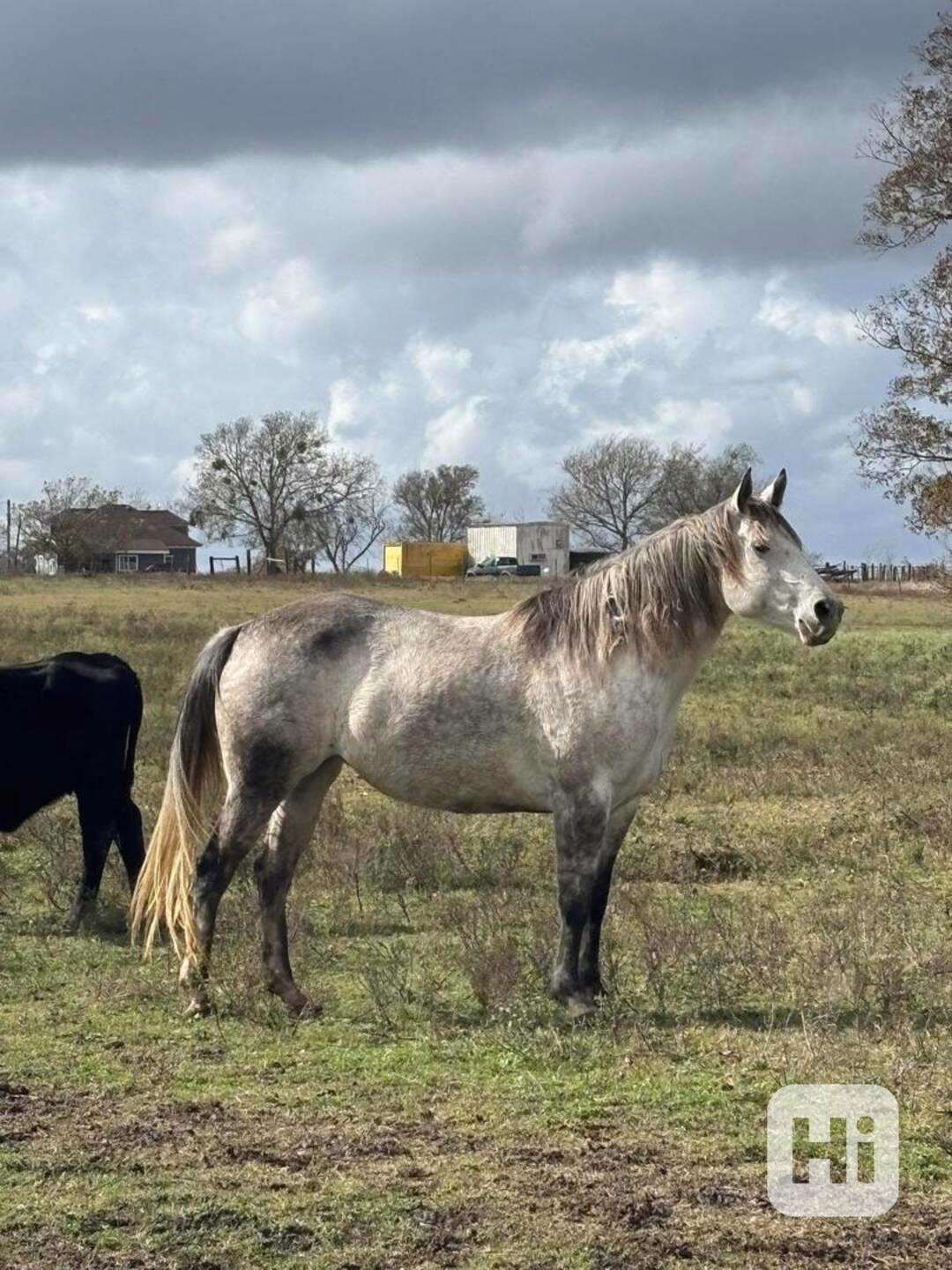 Americký quarter horse k adopci - foto 1