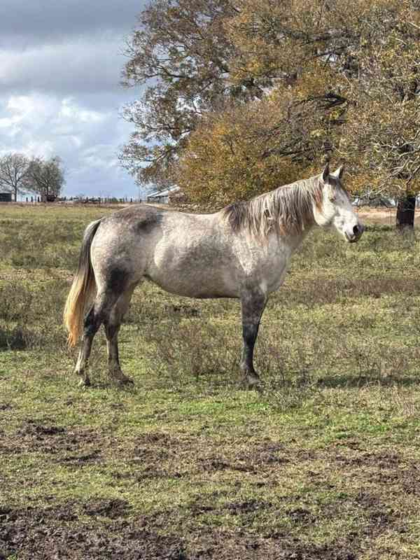 Americký quarter horse k adopci - foto 3