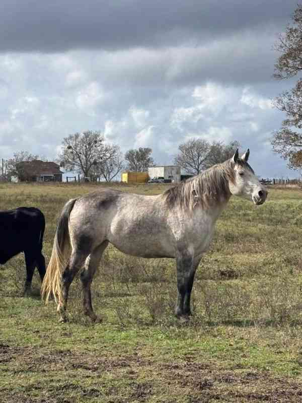Americký quarter horse k adopci - foto 1