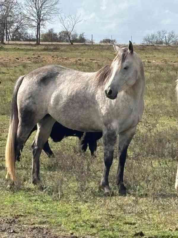 Americký quarter horse k adopci - foto 2